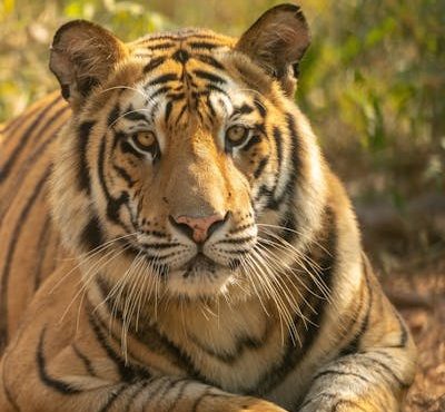 Bandhavgarh Safari Tour Package