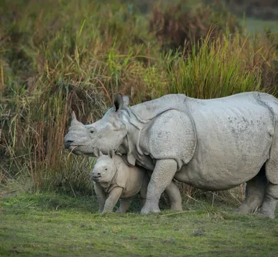 Assam Wildlife & Kaziranga Tour Package