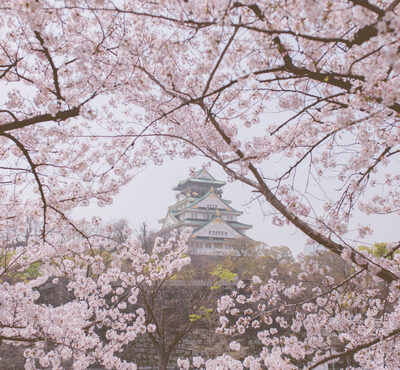 Japan Cherry Blossom Tour Package