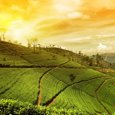 Darjeeling