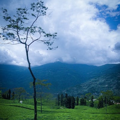 Darjeeling